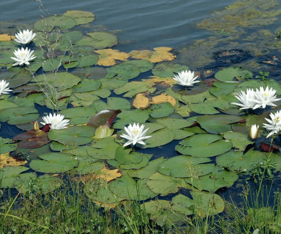 Fragrant water lily