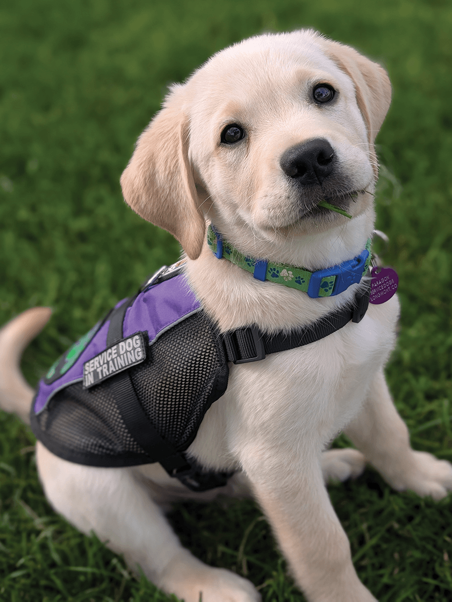 Puppy with vest on sitting in grass