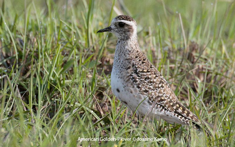 American Golden-Plover