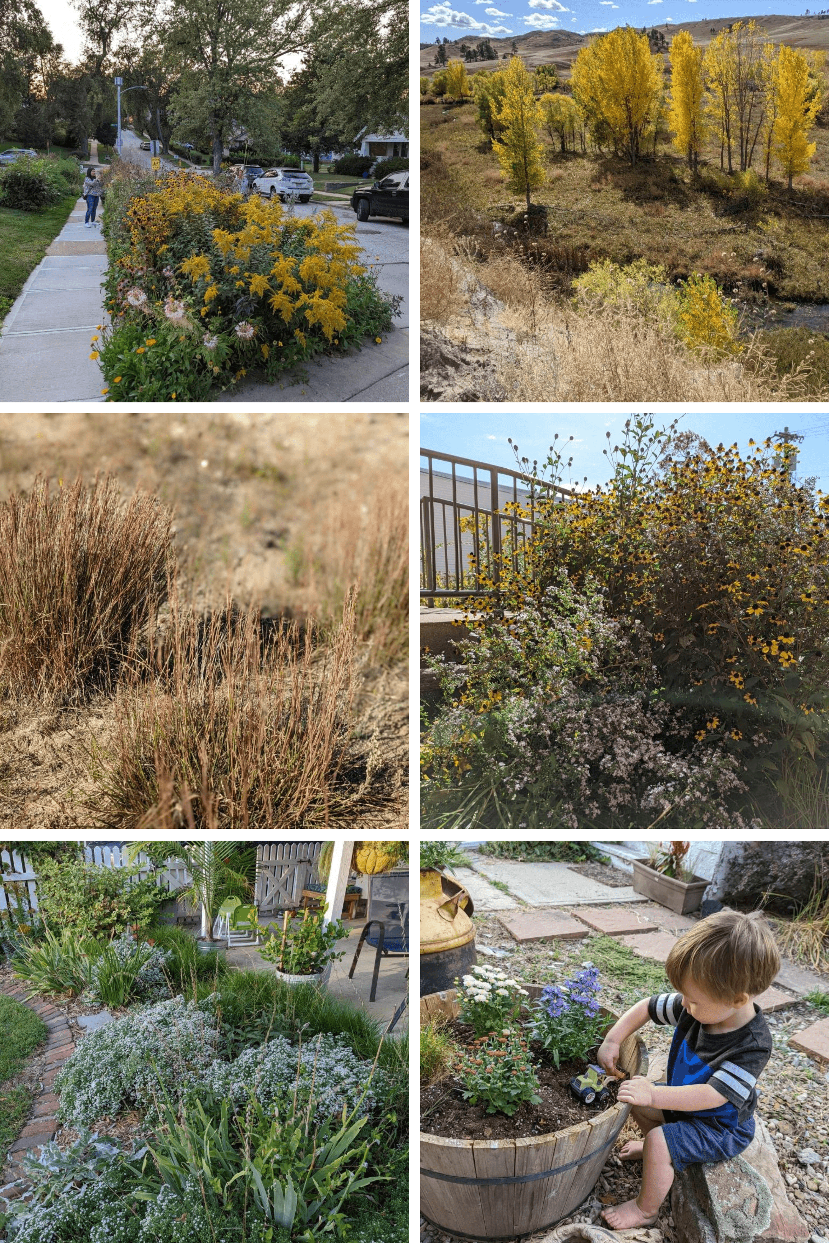 Yellow plants on the Omaha Garden Walk. Western NE fall color in the White River Valley. Little Bluestem starting to show fall color and texture. Asters and Black Eyed Susan blooming. Snow Flurry Aster. Sarah's son playing with a bulldozer toy in plants.