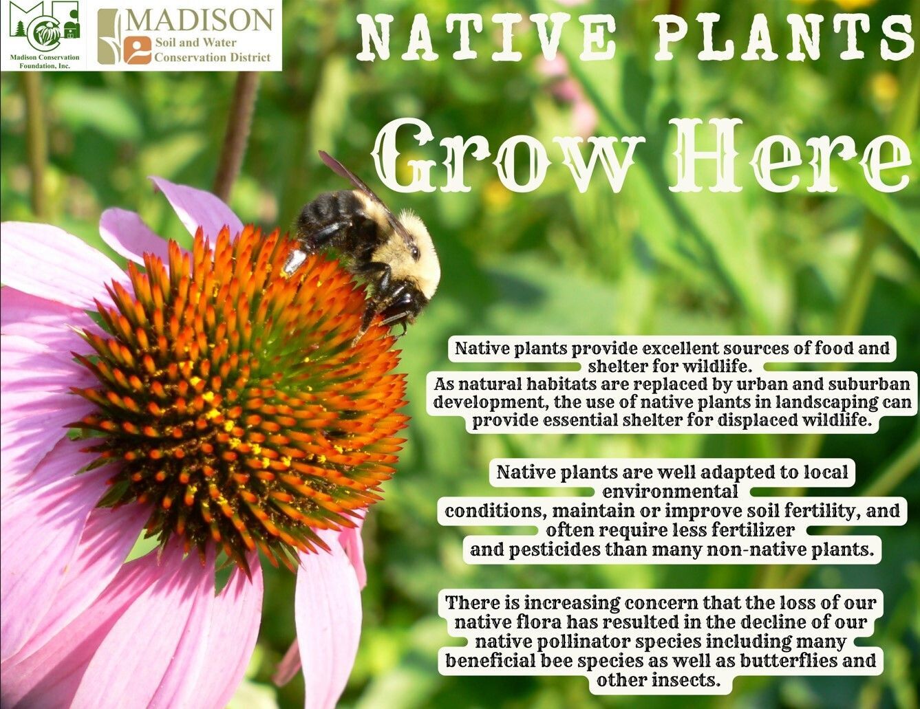 Native Plants are Hot!