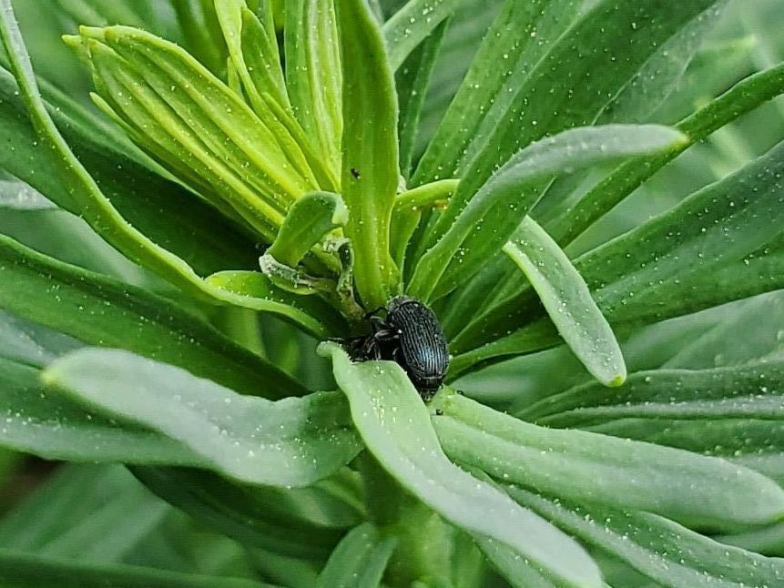 Yellow Toadflax Stem Mining Weevil