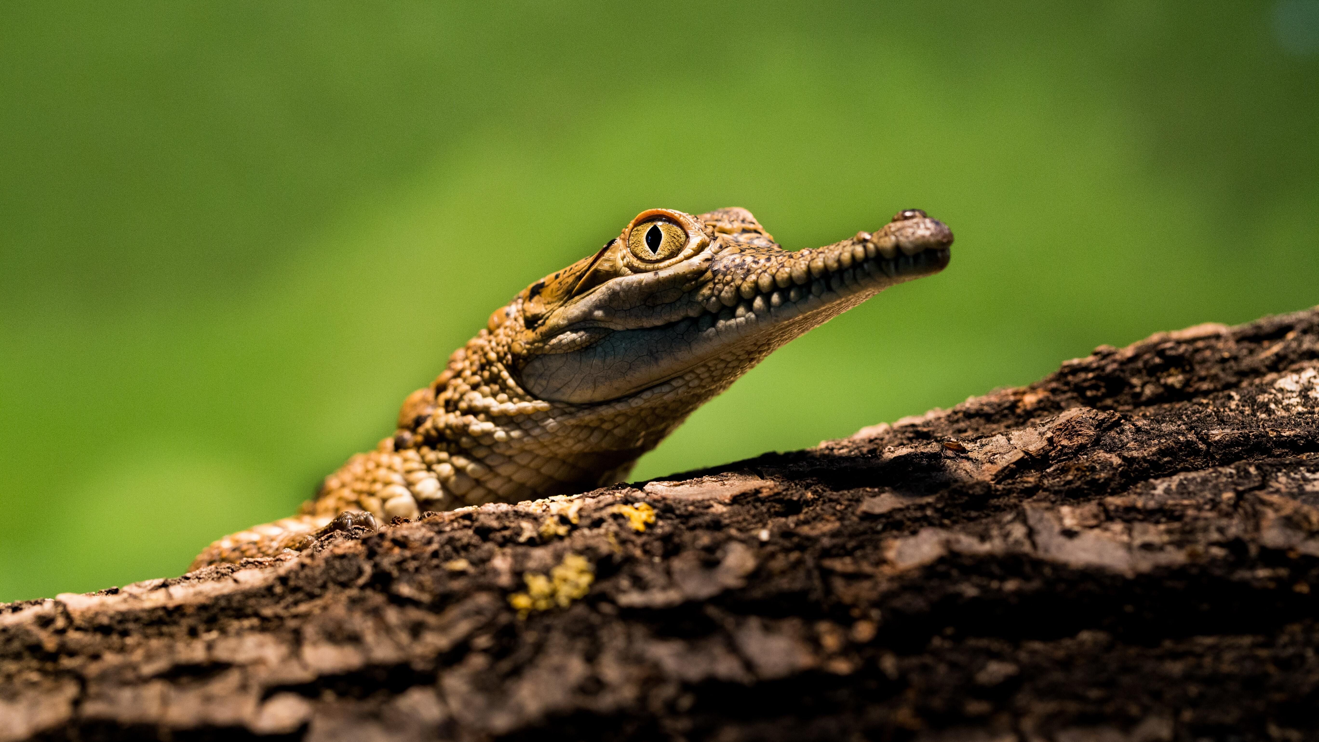 Testudines and Crocodilia at risk