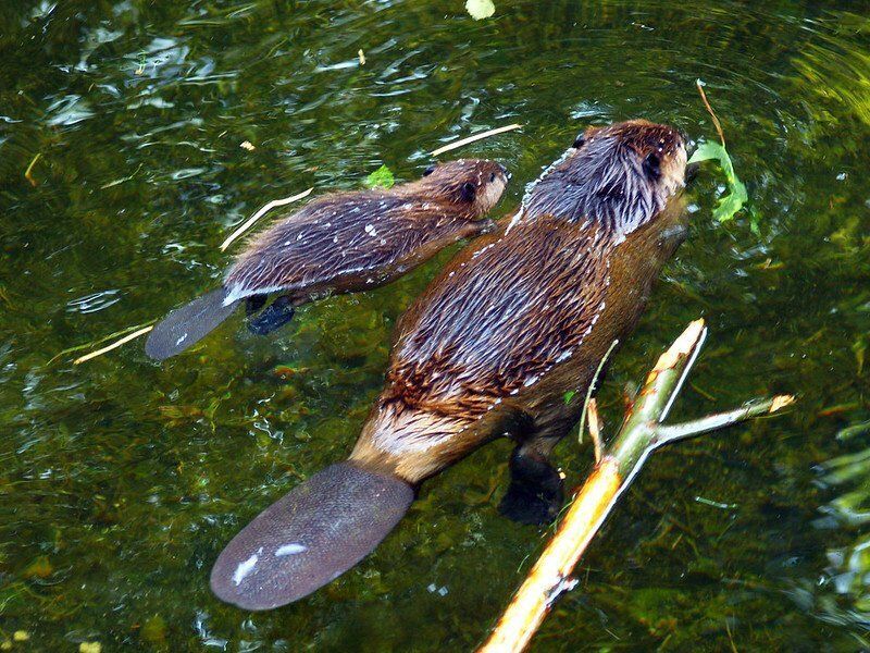 Mother and baby beaver swimming