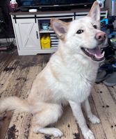 ZZ - Classified Ad - Apollo