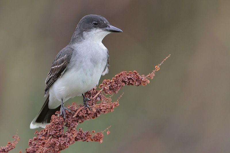 Eastern Kingbird