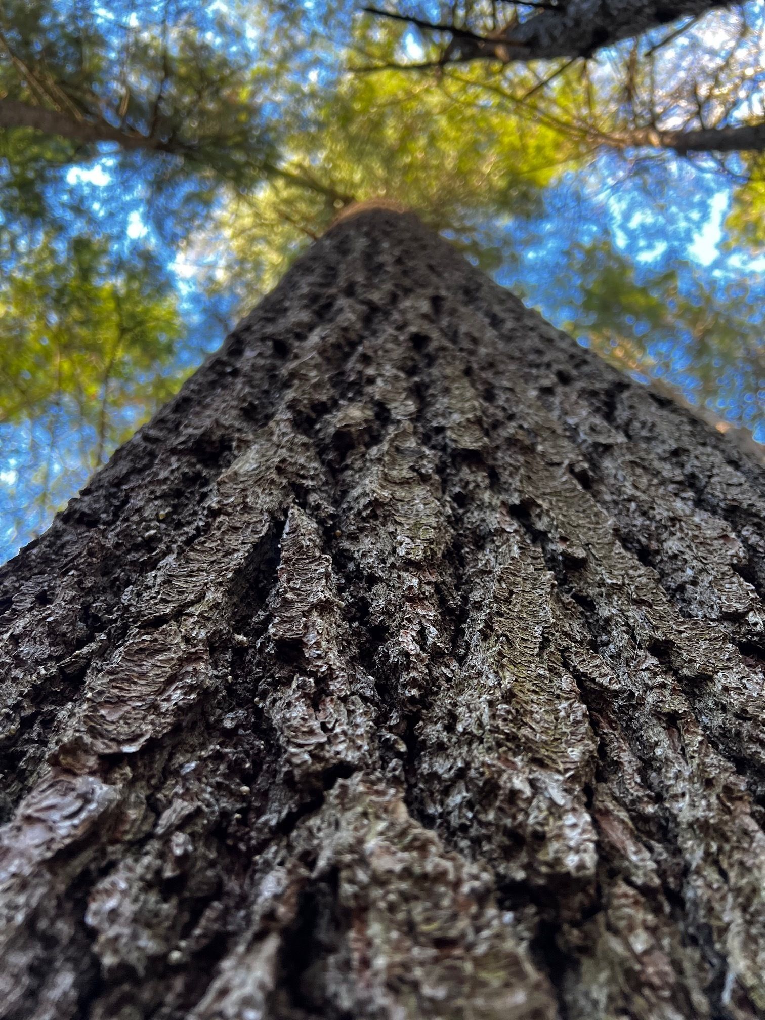 white pine trunk