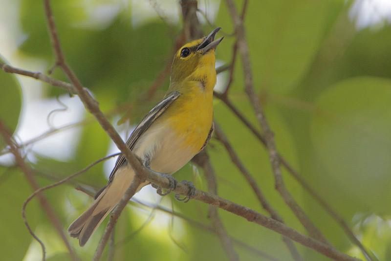 Yellow-throated Vireo