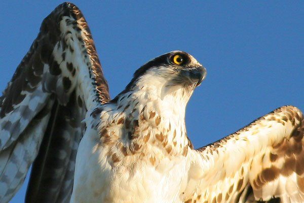 Osprey