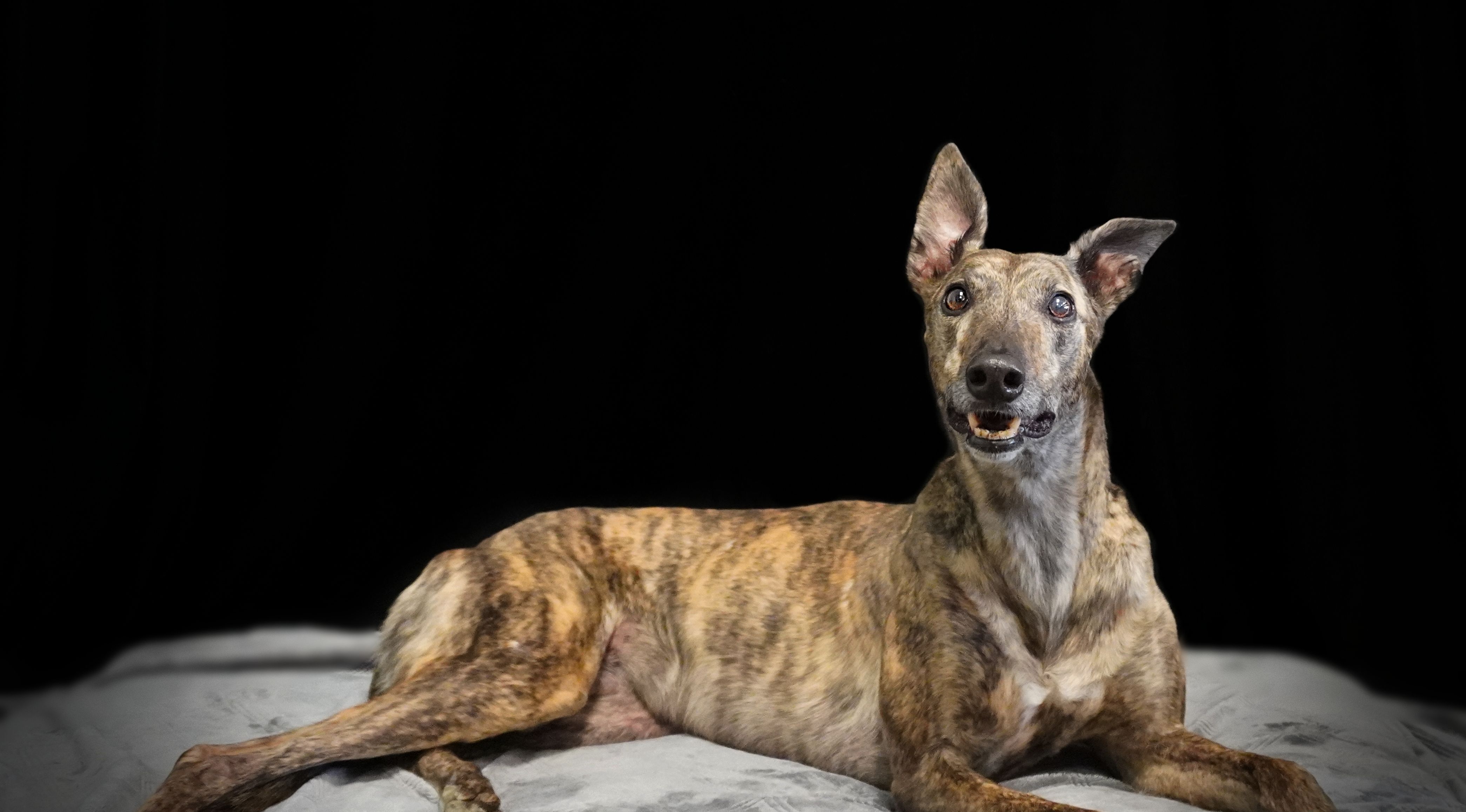 Tan and white greyhound.