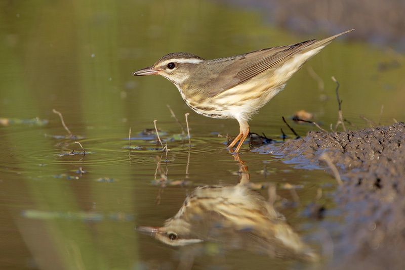 Louisiana Waterthrush