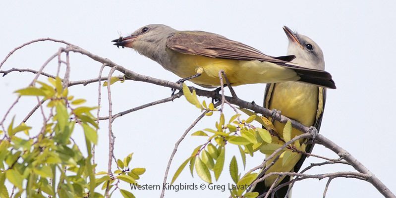 Western Kingbirds