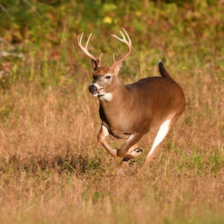 Chronic Wasting Disease (CWD) in Ohio’s Wild Deer Herd