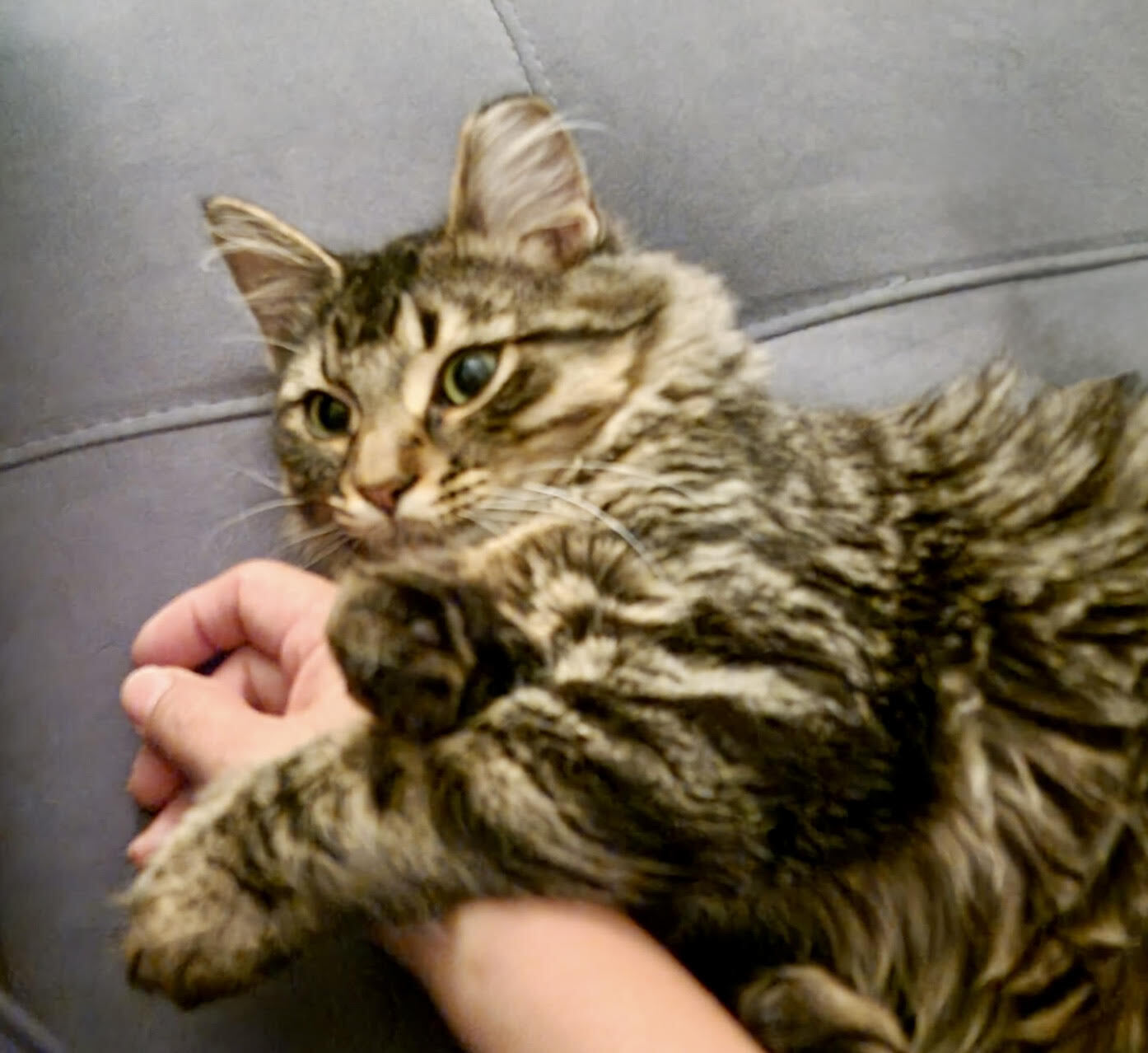 Princess - ADOPTION PENDING