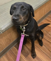 Chuckie - ADOPTED