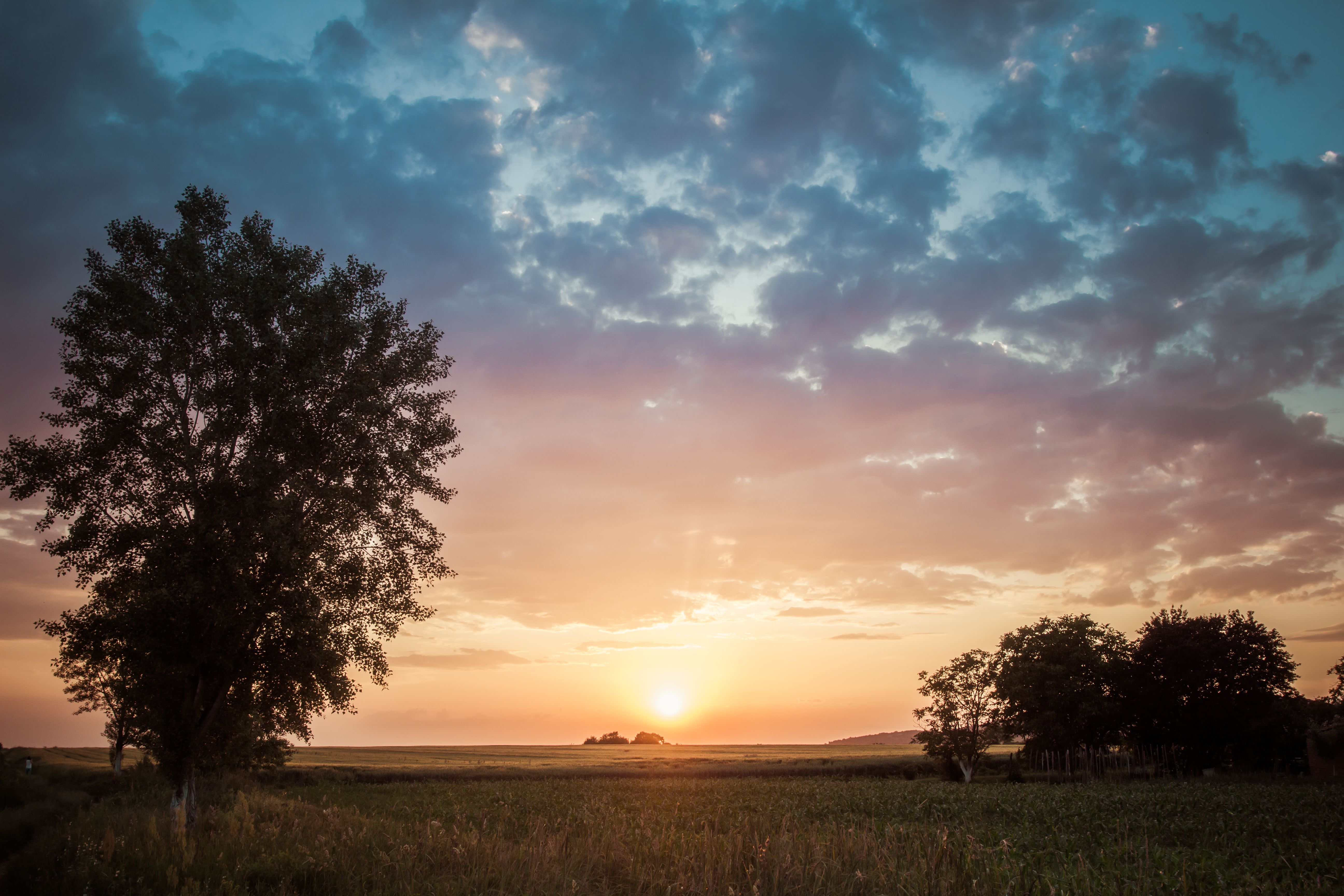 Pink sunset over open filed with large trees in foreground.