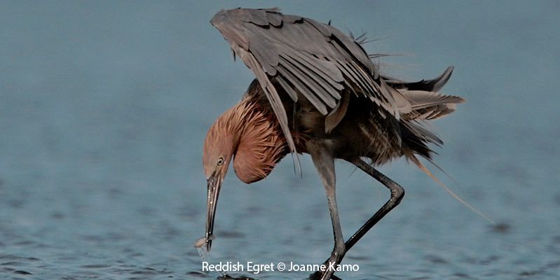 Reddish Egret