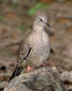Beak of the Week: Inca Dove