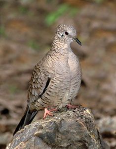 Inca Dove