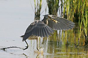 Yellow-crowned Night-Heron (juvenile)