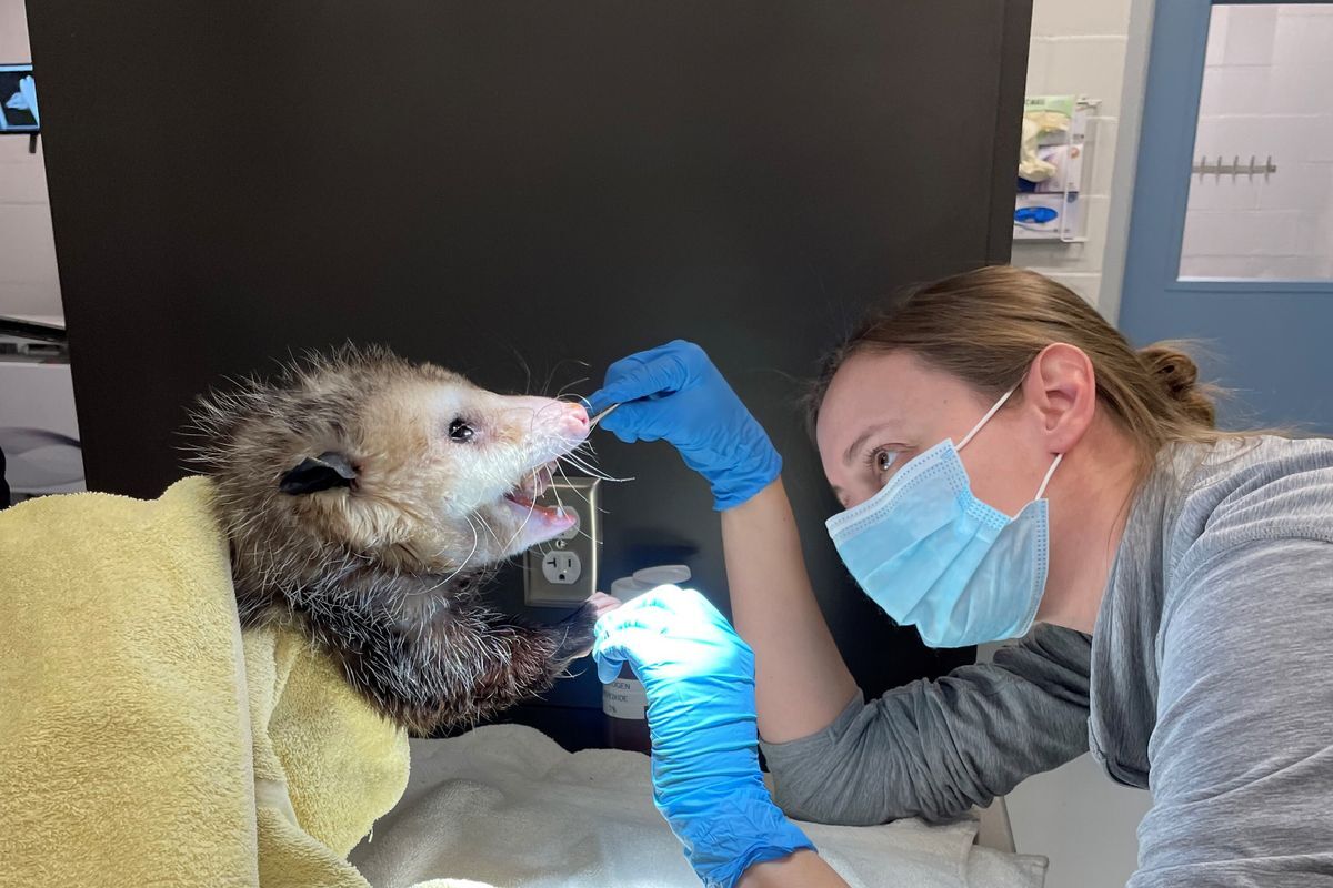 Veterinary Student Externships Education Nebraska Wildlife Rehab, Inc.