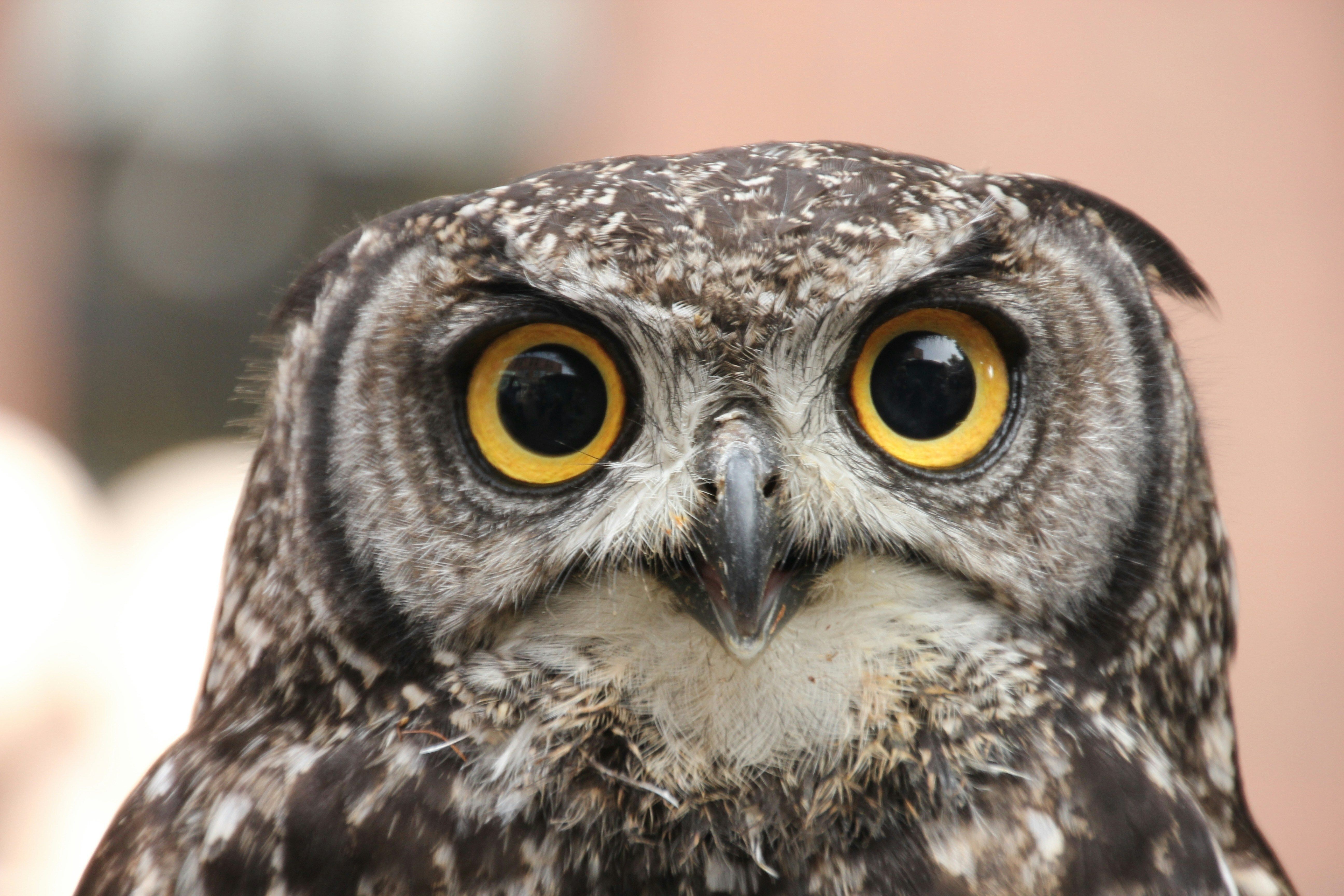 owl nebraska wildlife rehab