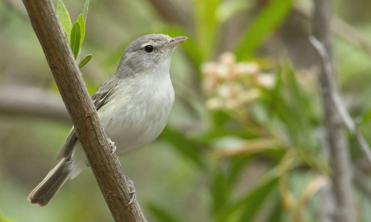 Endangered Species Spotlight: Least Bell's Vireo