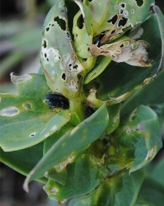 Evaluating Biocontrol: Toadflaxes