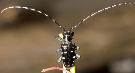 Audubon Society of Rhode Island Invasive Species Asian Longhorned Beetle See the Beetle Stop the Beetle 