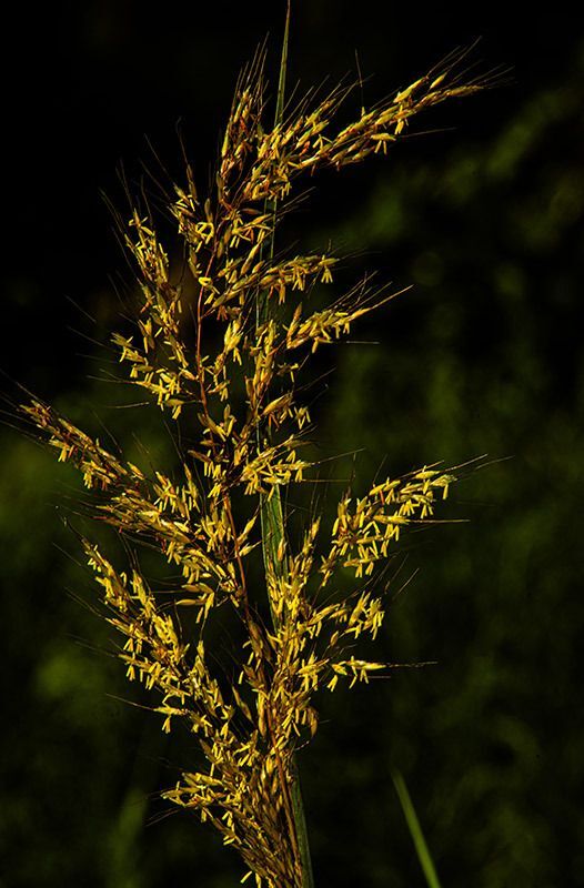 Yellow Indiangrass