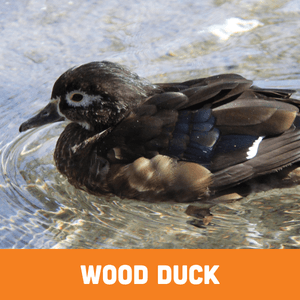 Wood Duck