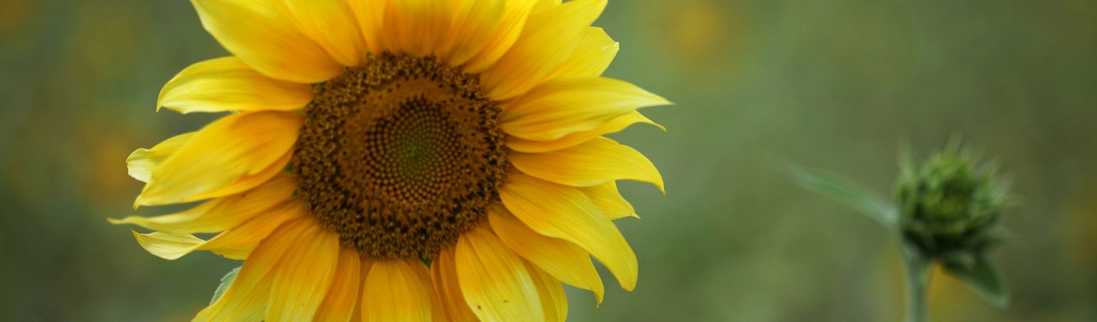 A single Kansas sunflower