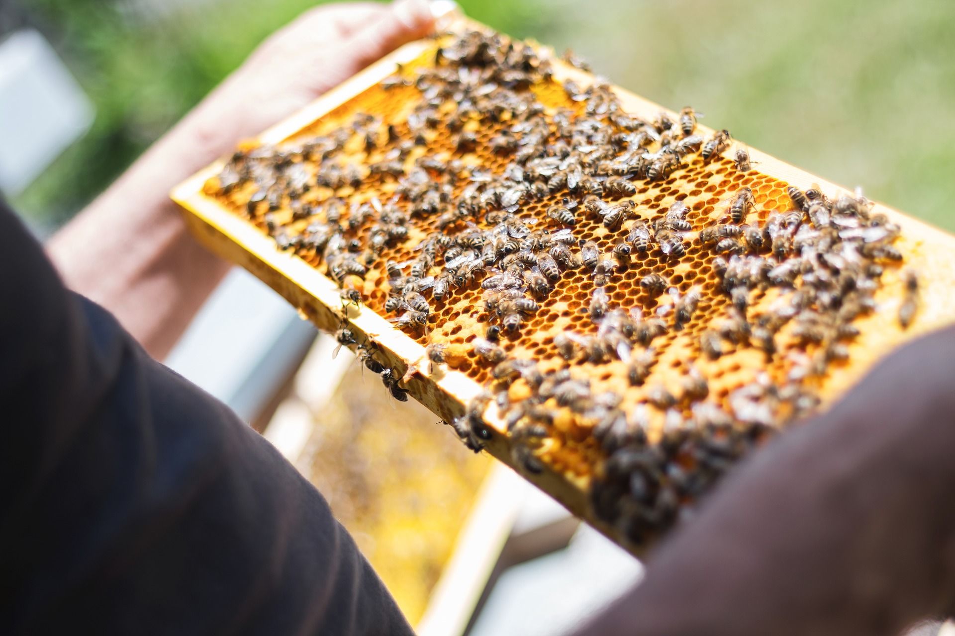 Want to 'bee' a beekeeper?