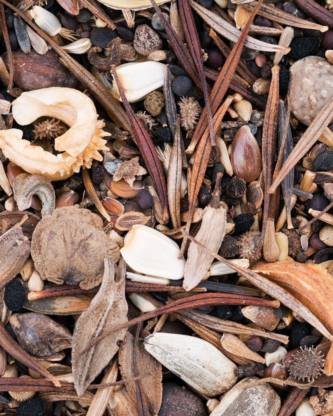 Growing Together: Master Gardeners + Five Valleys Seed Library Seed Swap