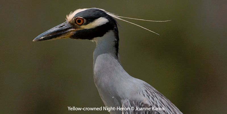 Yellow-crowned Night-Heron