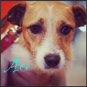 Ace - ADOPTED
