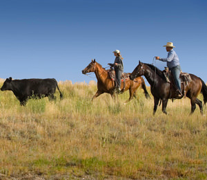 Visit Grand Island Agricultural Shows And Meetings