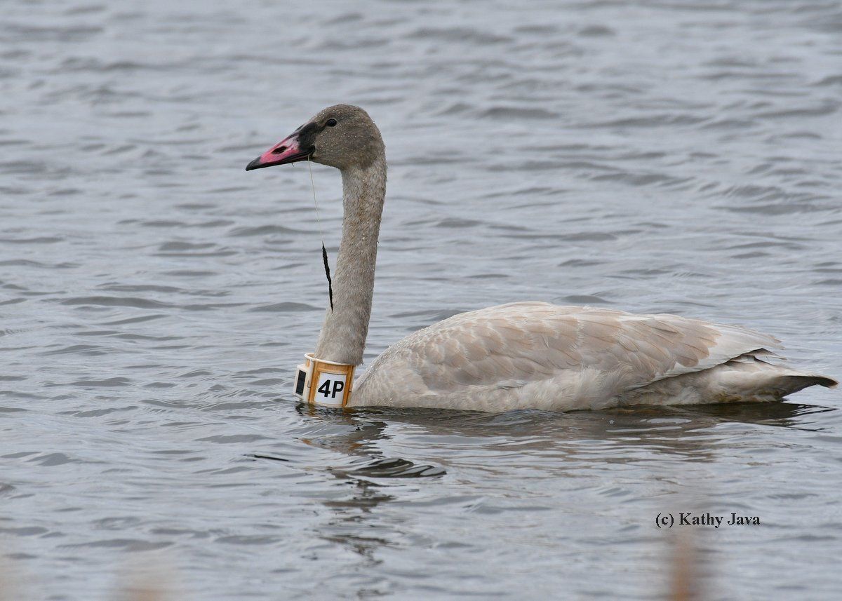 Wisconsin swan 4P, a young swan (cygnet), went to Manitoba