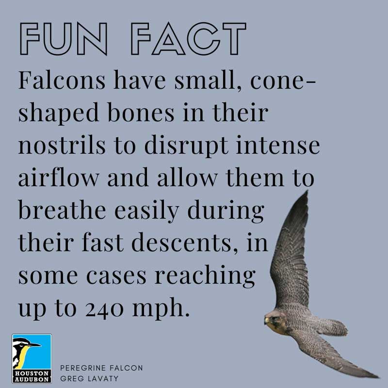 Falcons airflow fun fact