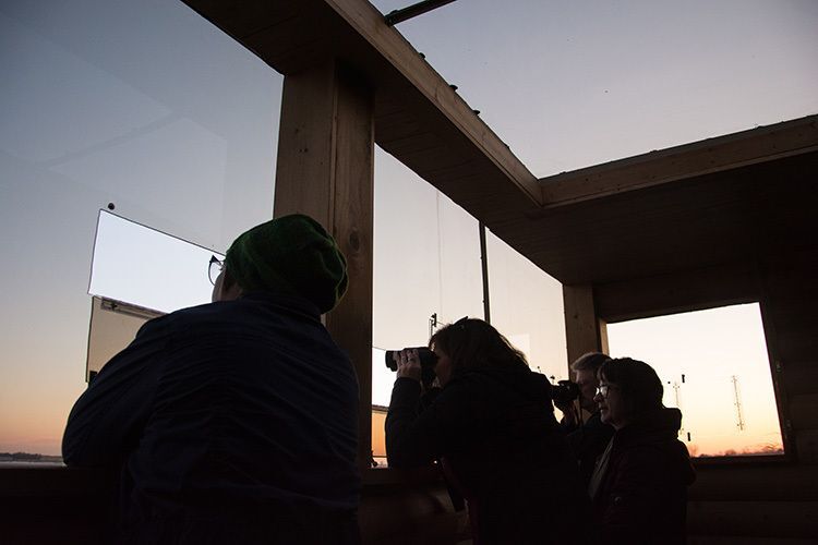 Sandhill Cranes Economic Impact $28 Million in 2025