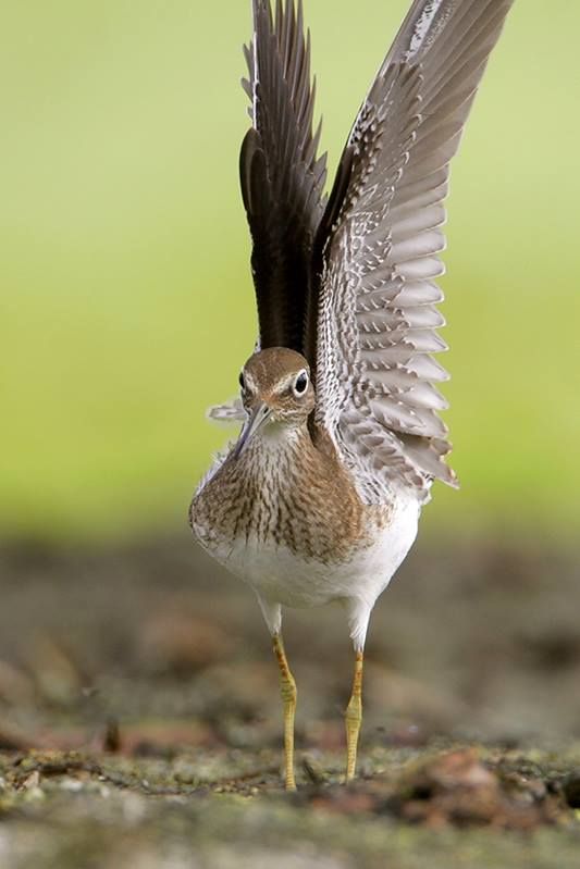 Solitary Sandpiper