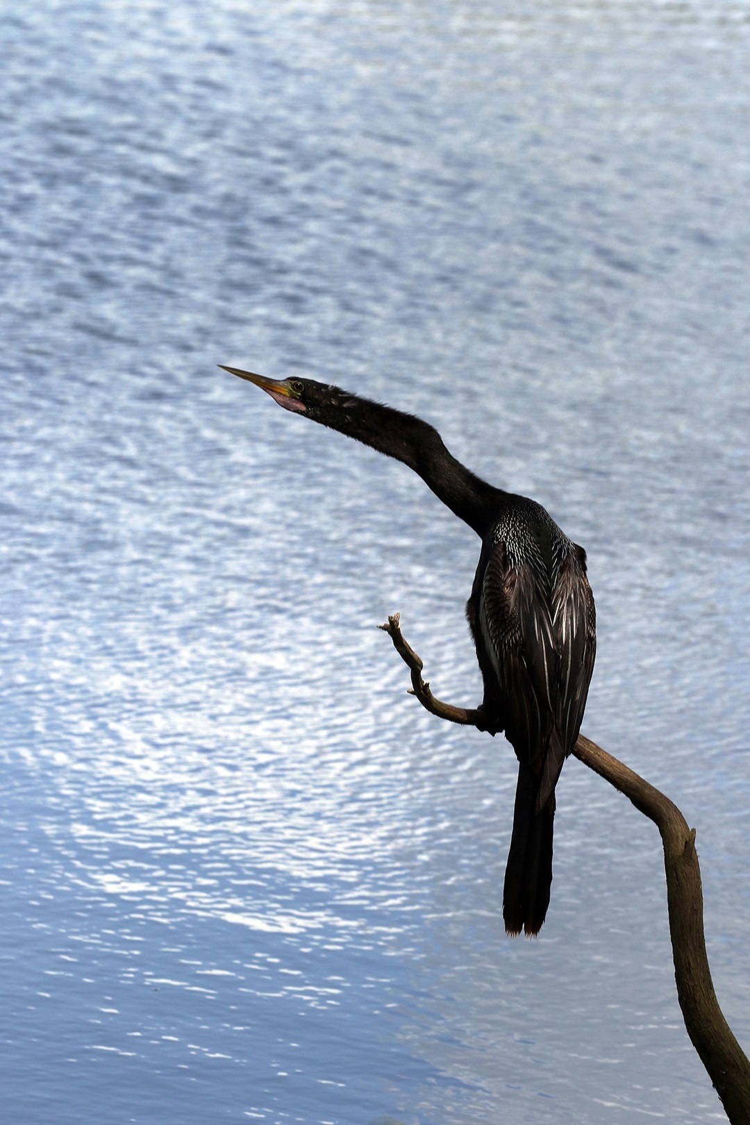 #P8  - "Cormorant" by Ellen Wallop (18+ Professional)