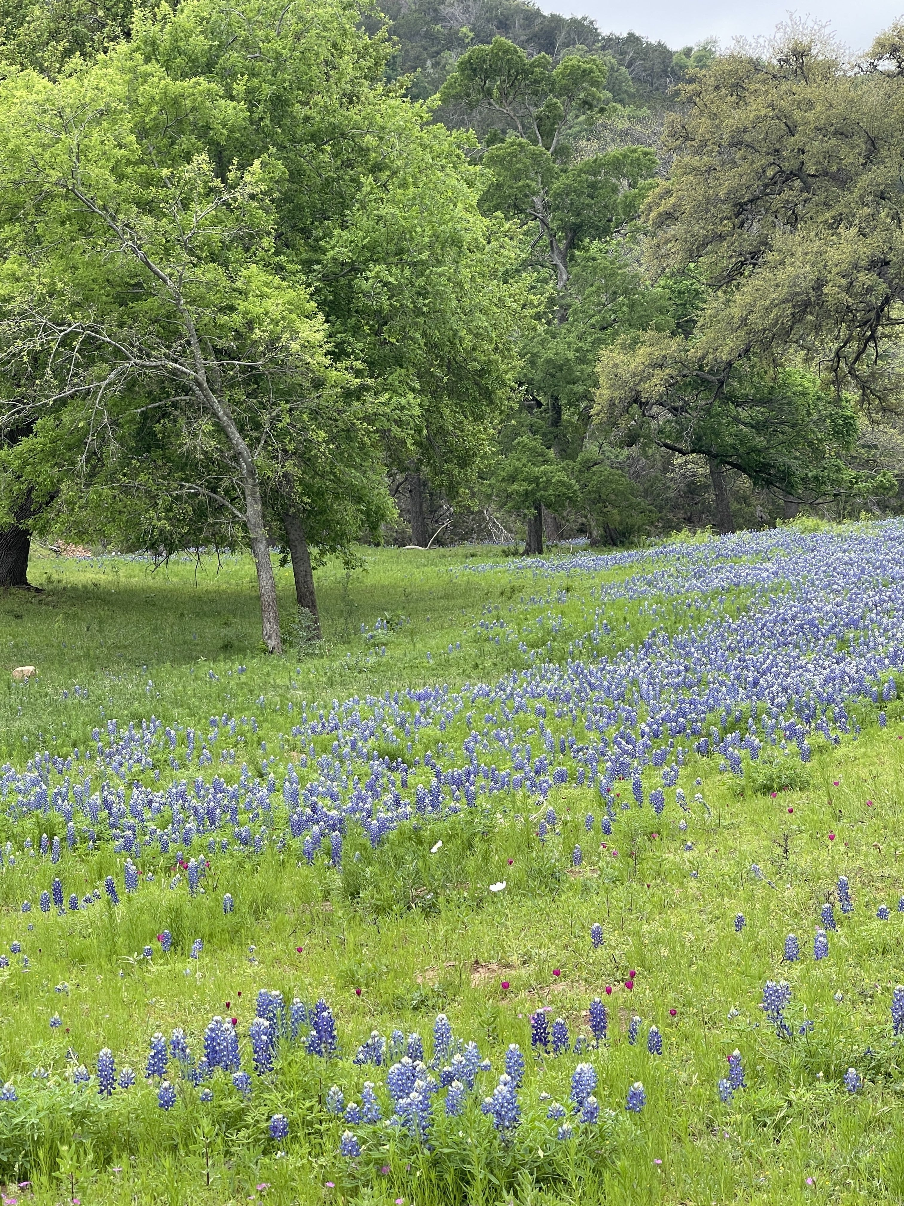 Bring your questions about our environment to a Texas Master Naturalist