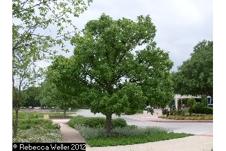 Chinkapin Oak - Pack of 25 Seedling (6"-12")