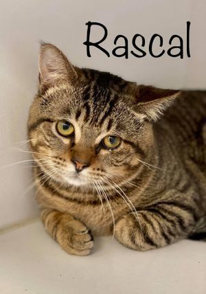 RASCAL