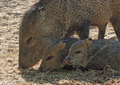 Featured image of post How To Draw A Collared Peccary