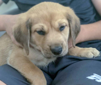 Ziggy - ADOPTION PENDING