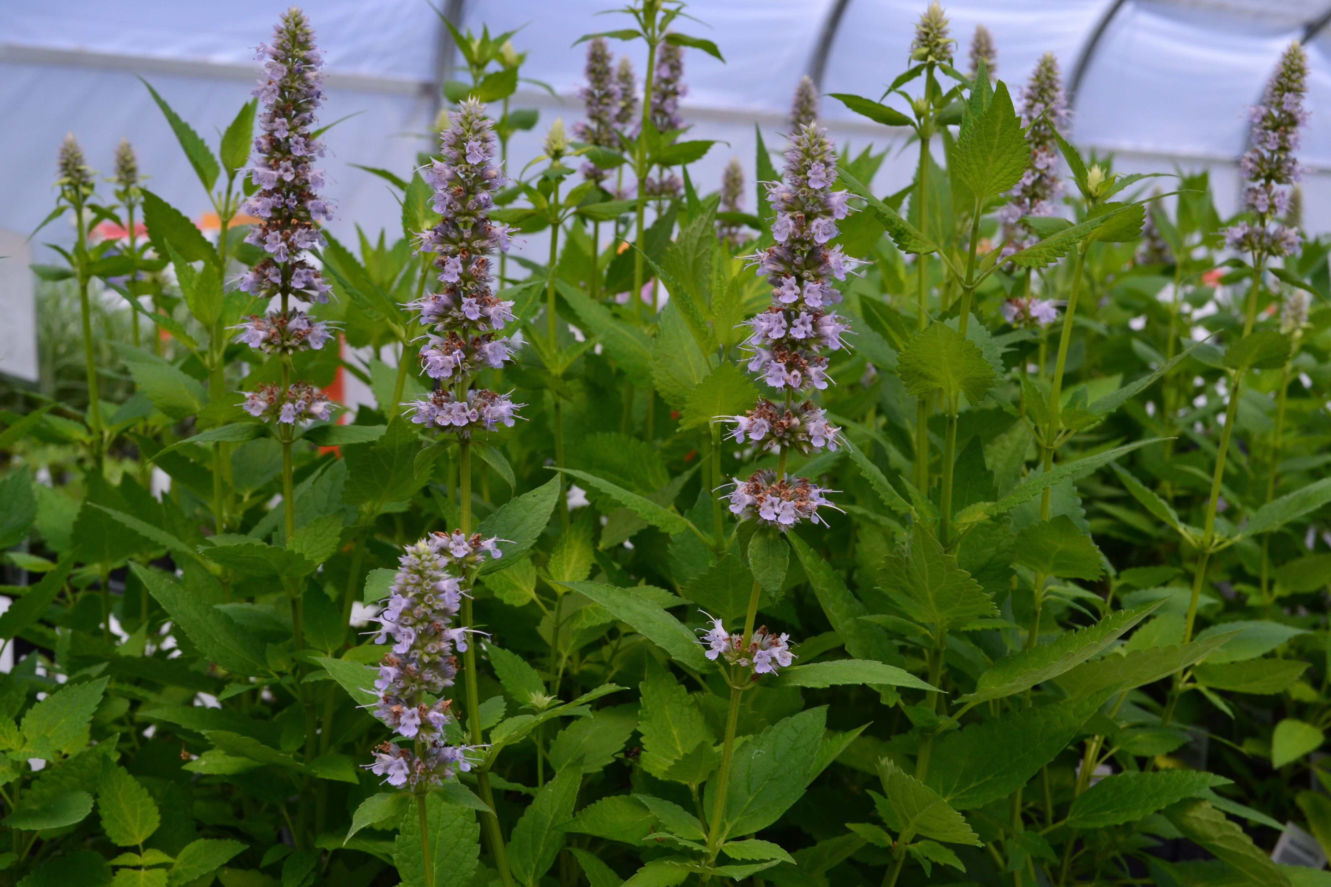 A close up of the lavender stalks and green leaves of giant blue hyssop plant. 