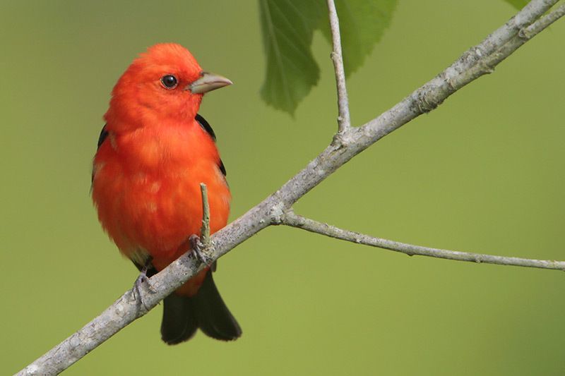 Birds of the Sugarbush: Scarlet Tanager