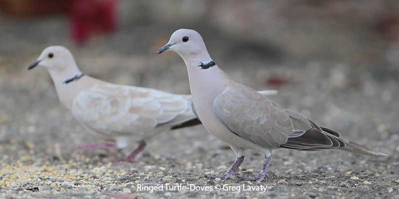 Ringed Turtle-Dove